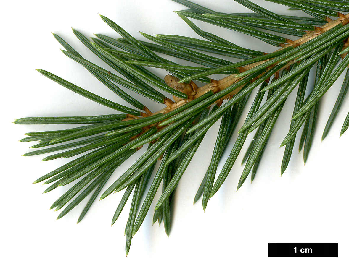 High resolution image: Family: Pinaceae - Genus: Picea - Taxon: engelmannii - SpeciesSub: subsp. mexicana